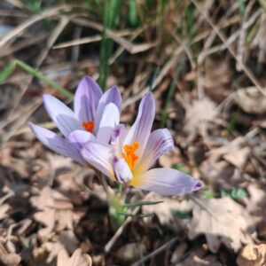Crocus bigarré - Fleurs