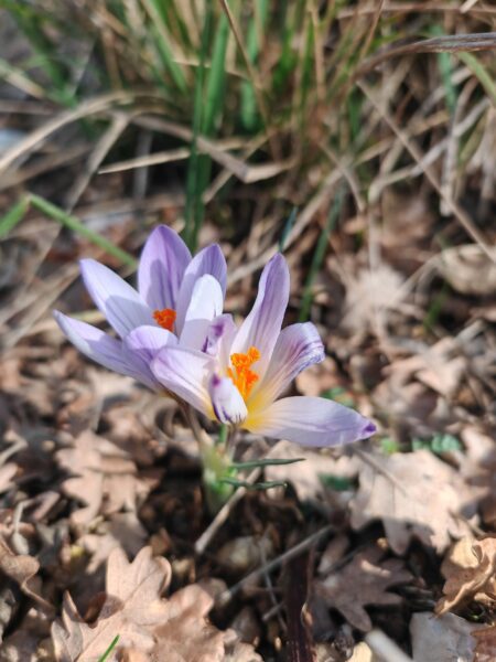 Crocus bigarré