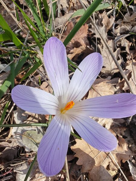 Crocus bigarré