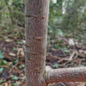 Daphné lauréole - écorse