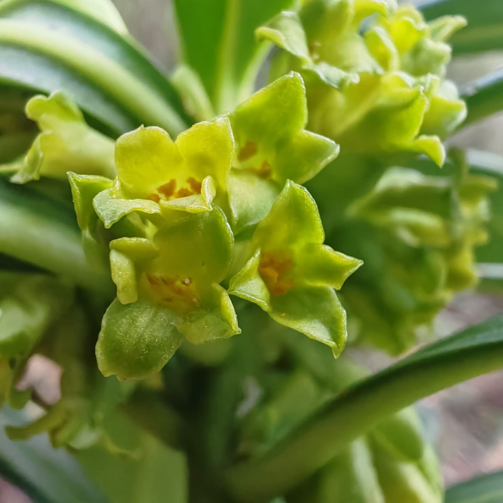 Daphné lauréole - Fleurs