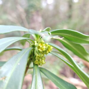 Daphné lauréole - grappe de fleurs