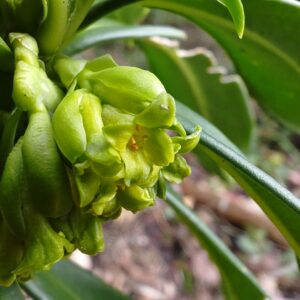 Daphné lauréole - fleur