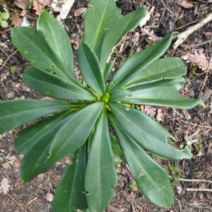 Daphné lauréole - Feuilles