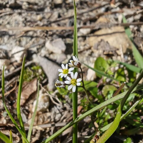 Drave printanière - Fleurs