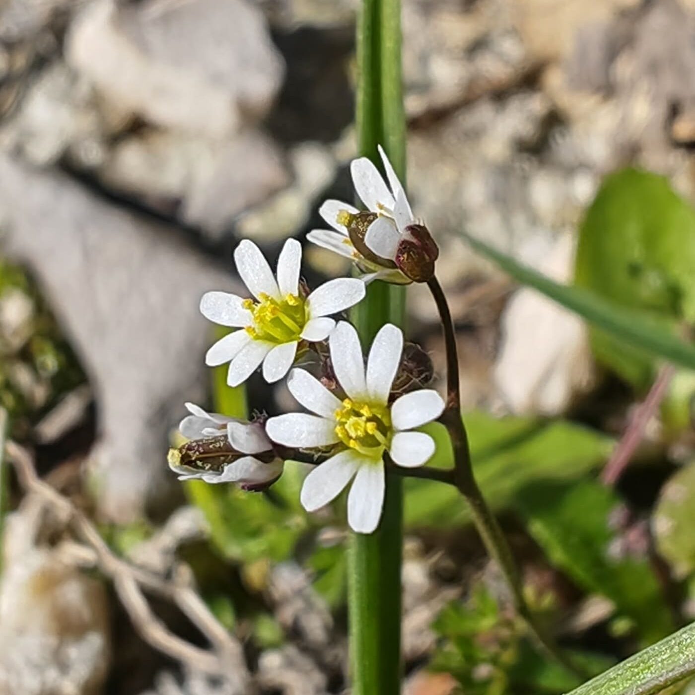 Drave-printanière - Fleurs