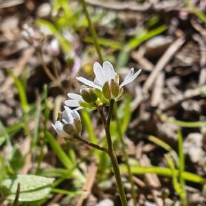 Drave printanière - Sépales