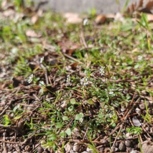 Drave printanière Station de Draba verna