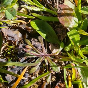 Drave printanière - Feuilles