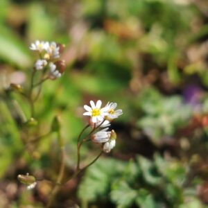 Drave printanière - Fleurs et siliques