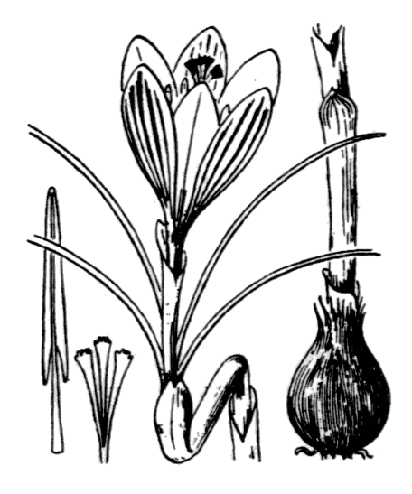 Flore de Coste - Crocus versicolor