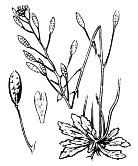 Flore de Coste - Draba verna