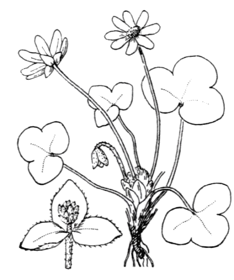 Flore de Coste - Hepatica triloba