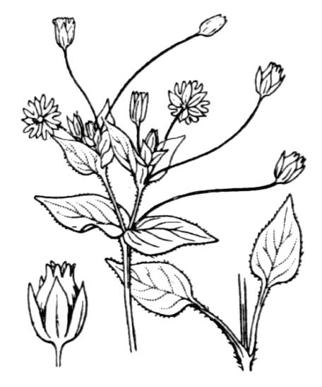 Flore de Coste - Stellaria media