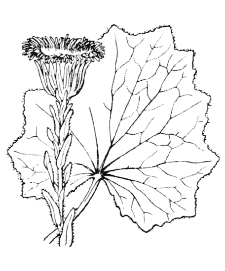Flore de Coste - Tussilago farfara
