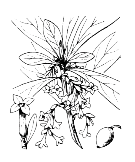 Daphne laureolea - Projet de numérisation de la flore de L'Abbé Coste