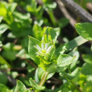 Stellaire intermédiaire - Fleur