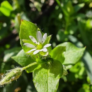 Stellaire intermédiaire - Fleur