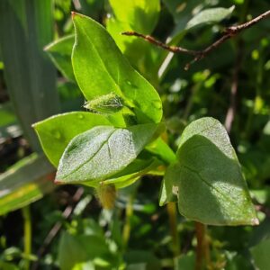 Stellaire intermédiaire - Feuilles