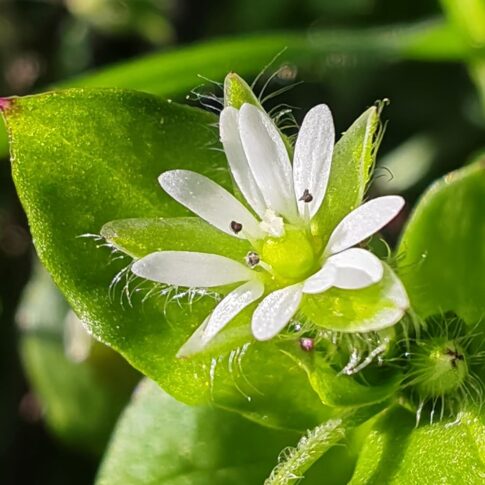 Stellaire intermédiaire - Fleur