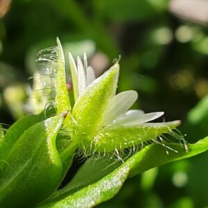 Stellaire intermédiaire - Sépales