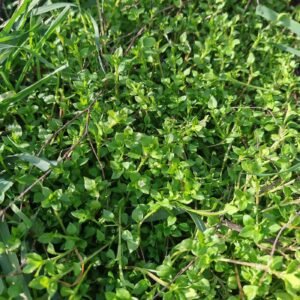 Stellaire intermédiaire - Tapis de plantes