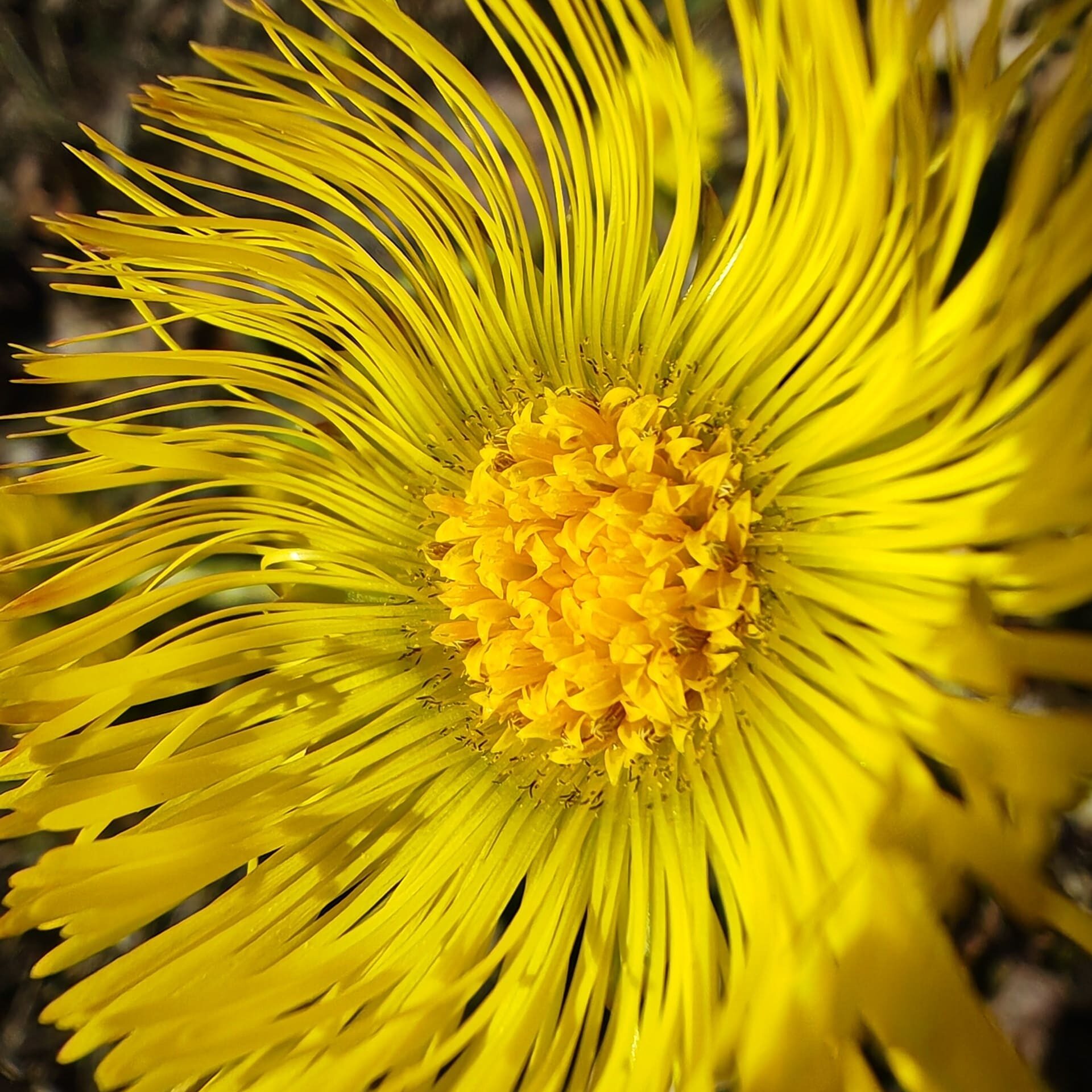 Tussilage farfara - Fleurs mâles et fleurs femelles