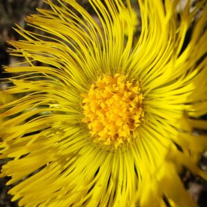 Tussilage farfara - Fleurs mâles et fleurs femelles