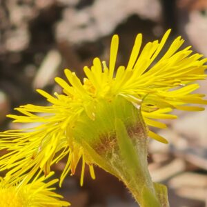 Tussilage farfara - Involucre de bractée