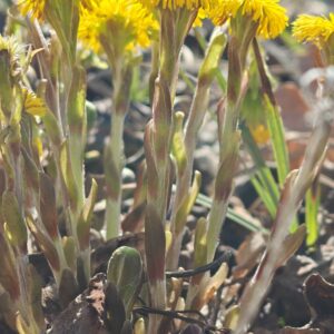 Tussilage farfara - Tiges