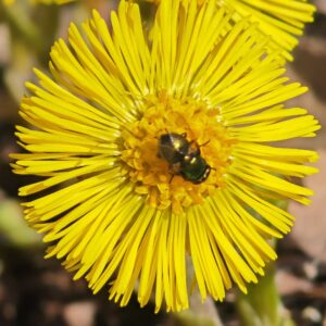 Tussilage farfara - Plante mellifère