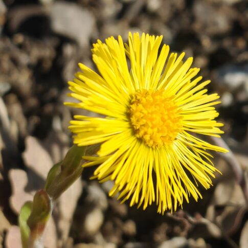 Tussilage farfara - Fleurs