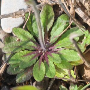 Arabette de Thalius - Rosette de feuilles