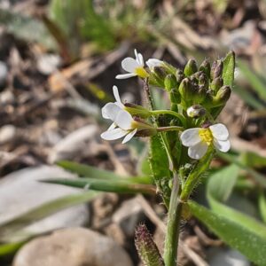 Arabette de Thalius - Sommité fleurie