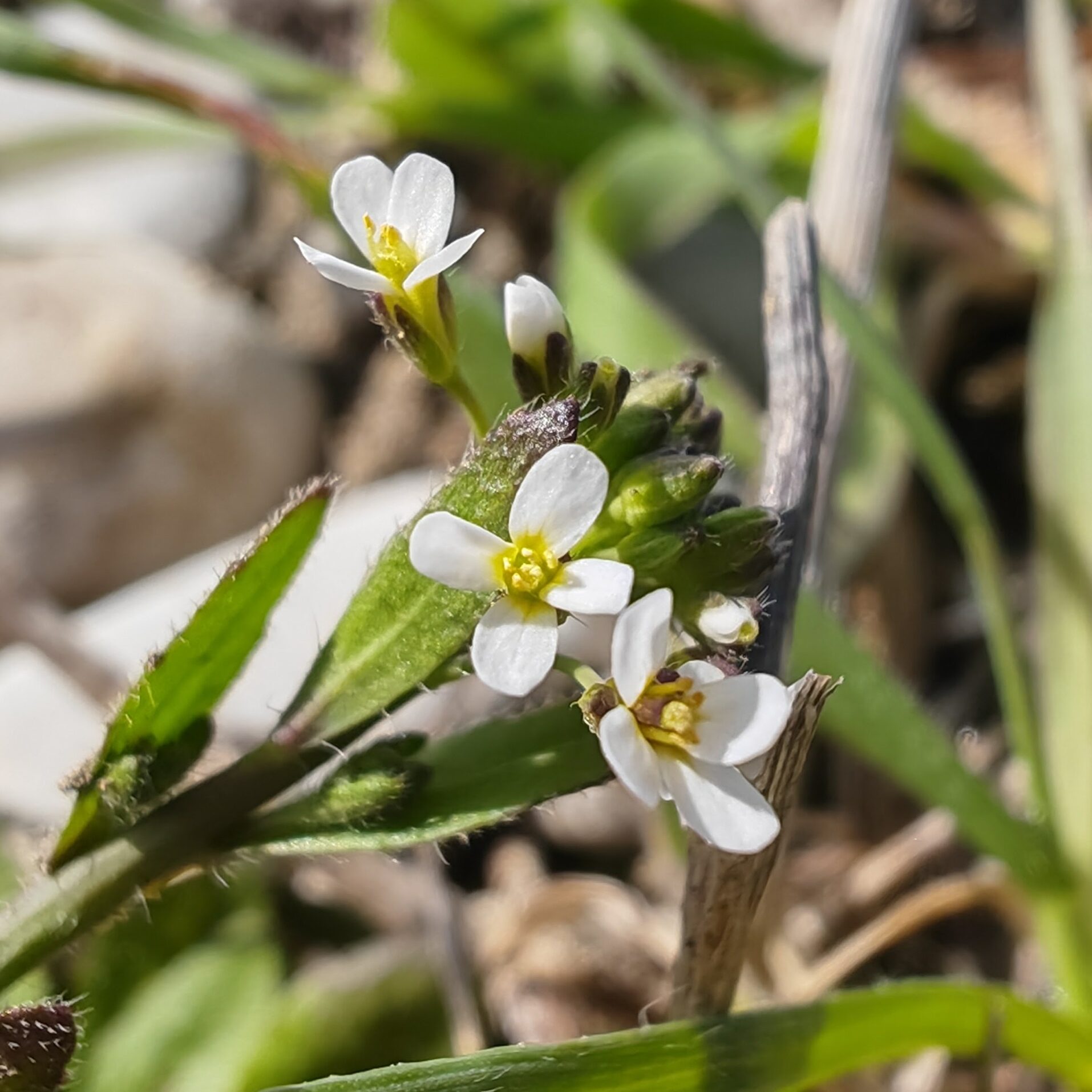 Arabette de Thalius - Fleurs