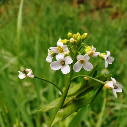 Calépine irrégulière - Fleurs