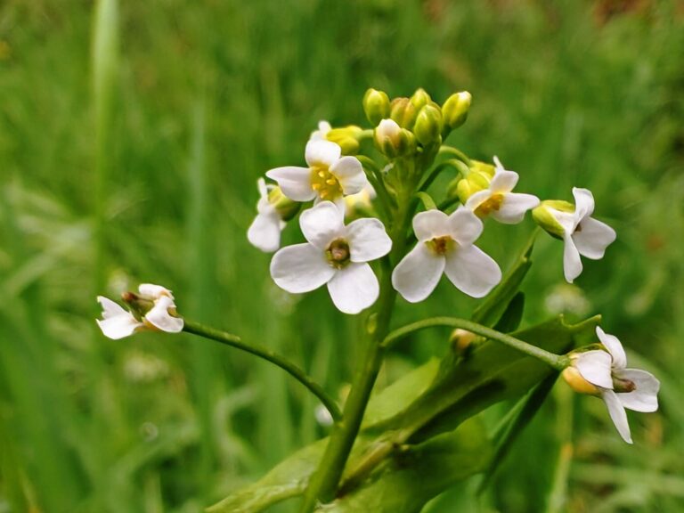 Calépine irrégulière