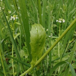 Calépine irrégulière - Feuille