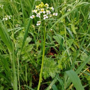 Calépine irrégulière - Sommité fleurie
