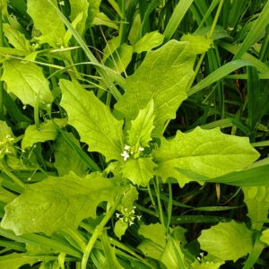 Calépine irrégulière - Sommité fleurie