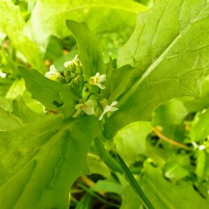 Calépine irrégulière - Sommité fleurie