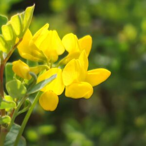 Coronille glauque - Fleurs