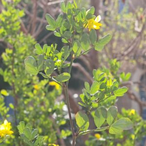 Coronille glauque - Feuilles