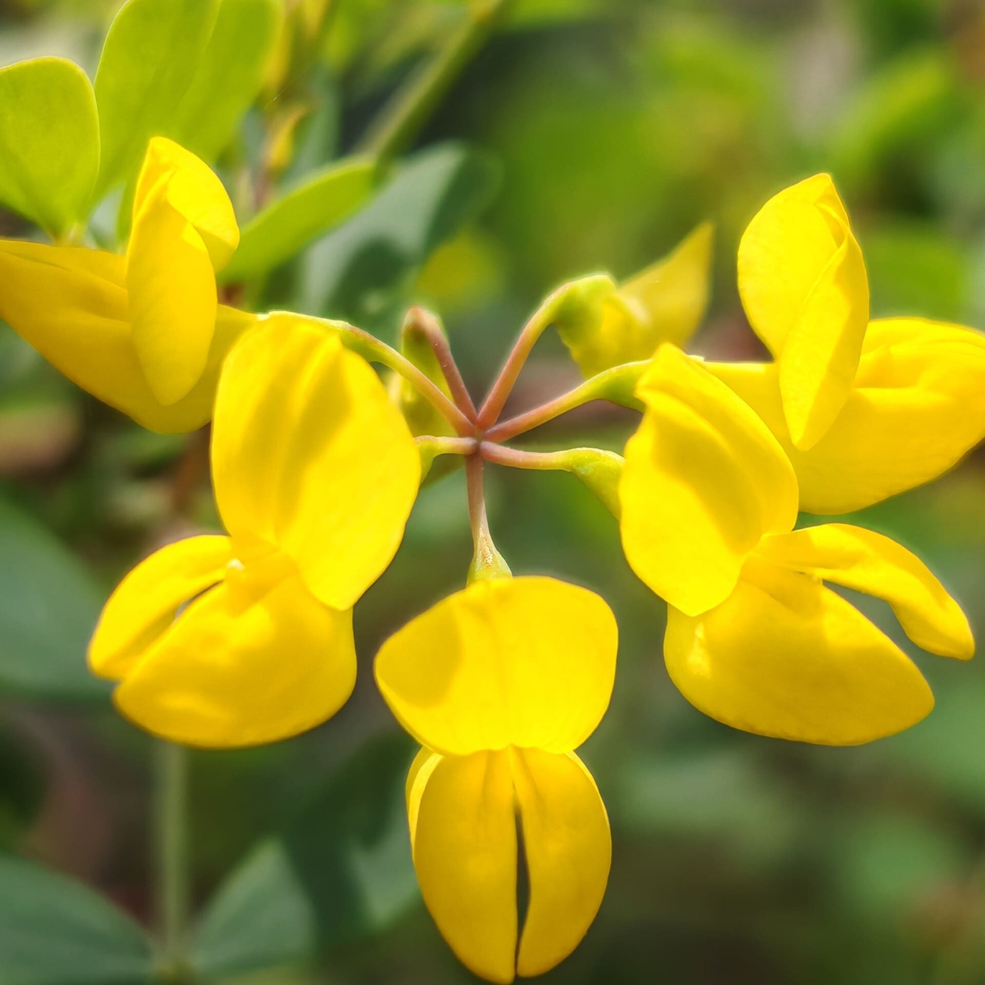 Coronille glauque - Fleurs en couronnes