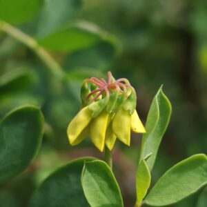Coronille glauque - Inflorescence en bouton