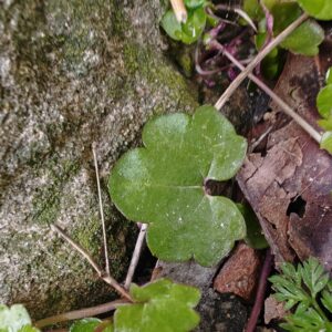 Cymbalaria muralis - Feuille Cymbalaria muralis - Feuille