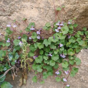 Cymbalaria muralis - Plante entière Cymbalaria muralis - Plante entière