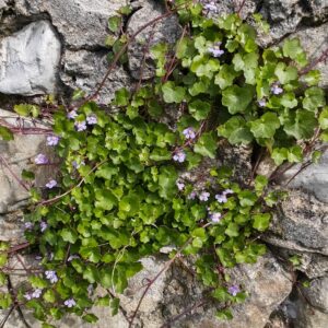 Cymbalaria muralis - Plante entière Cymbalaria muralis - Plante entière