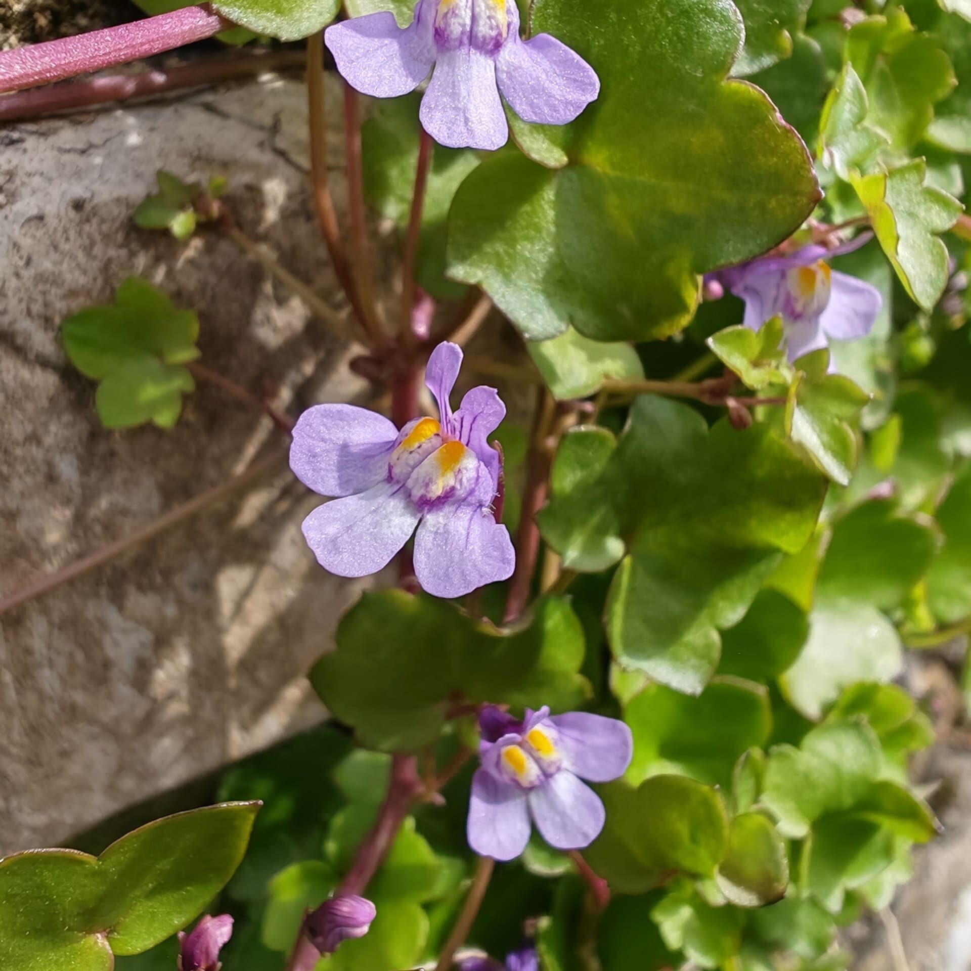 Cymbalaria muralis - Fleur Cymbalaria muralis - Fleur
