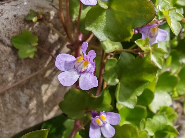 Cymbalaire des murs